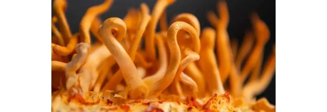 cordyceps